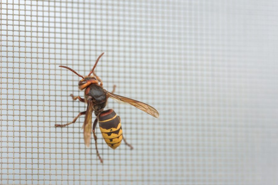Hornet on a grid. Protection from insects